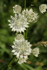 Grande astrance (astrantia major)