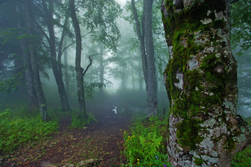 Obraz premium Russian forest