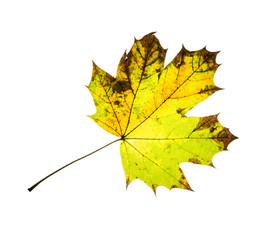 Isolated autumn maple leaf