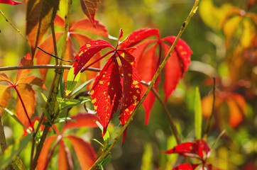Wild grape red leaves