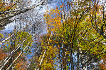 Fototapeta premium Autumn tree canopy in the forest