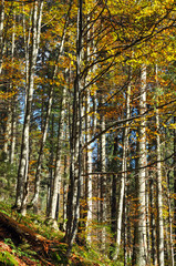 Fototapeta na wymiar Colorful autumn forest