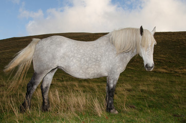 Cavallo arabo purosangue