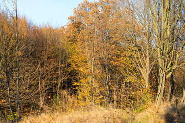 Autumn wood landscape