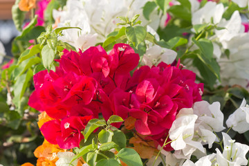 bougainvillées