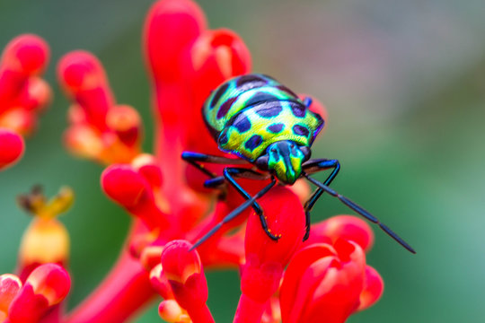 Lychee Shield Bug (Chrysocoris stolli, Scutelleridae)