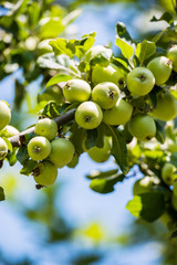 Green apples on the tree
