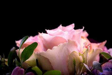 Fototapeta na wymiar Delicate pink roses closeup profiled on a black background