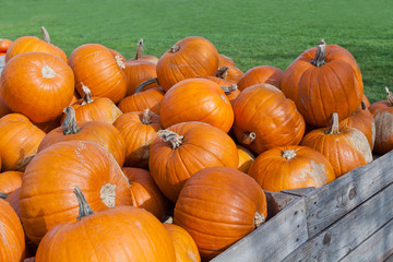 Colorful pumpkins collection on the autumn market
