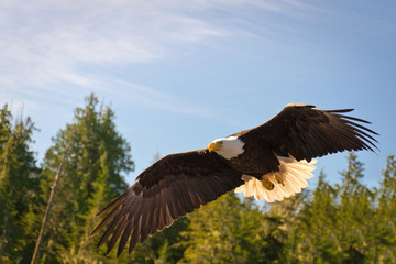 North American Bald Eagle in mid flight, hunting along river