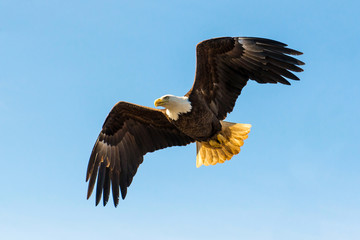 North American Bald Eagle in mid flight, hunting © Allen.G