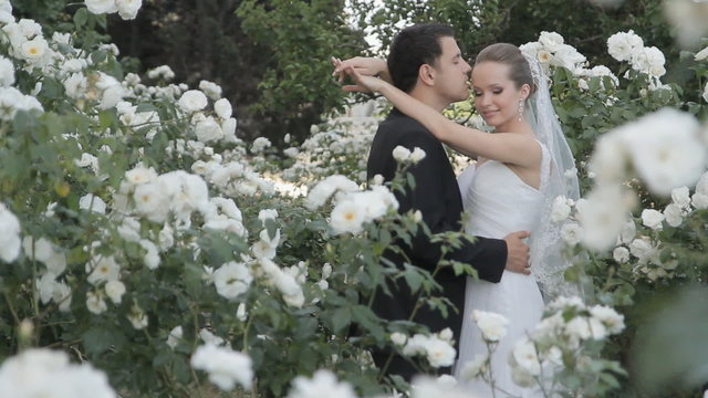 The groom kisses the bride gently standing among blooming roses