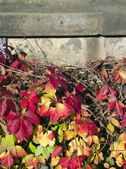 autumn leaves and wall background