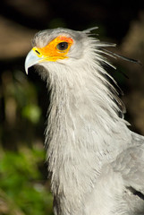 White bird with orange around eyes