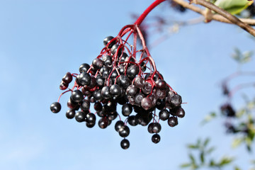 Unripe fruits of elderberry
