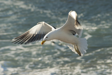 Fototapeta na wymiar Seagull landing on rocks