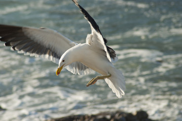 Seagull landing on rocks