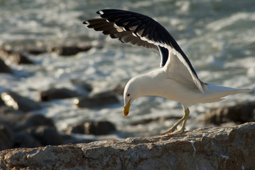 Seagull landing on rocks