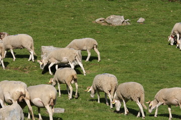Obraz na płótnie Canvas Troupeau de moutons,Pyrénées ariégeoises