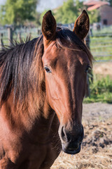 Obraz premium Portrait of horse