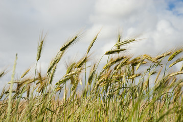 Obraz premium Corn field with clouds overhead