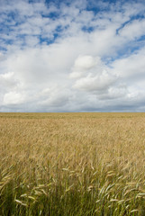 Corn field with clouds above