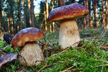 Two mushroom boletus edulis