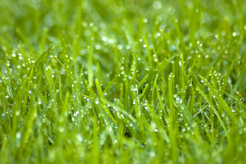 Wet grass shimmering