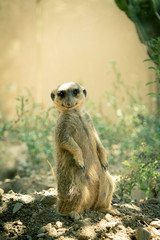 meerkat stands guard