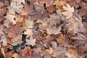 Gefallene Ahornblätter als Hintergrund oder Textur