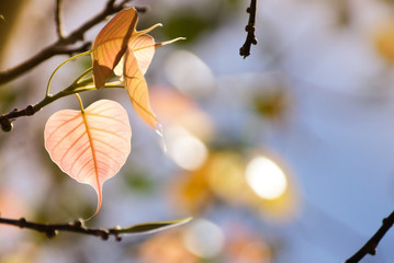 heart shaped leaf with warm sunlight
