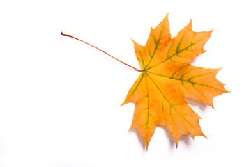 Autumn leaves isolated