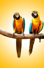 Fotobehang Papegaai Kleurrijke papegaaivogel zittend op de baars
