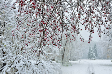 Snowfall in city park- winter background