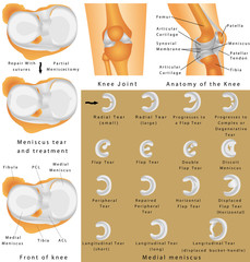 Anatomy of the Knee