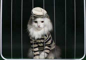 cat criminal behind bars - 71821430