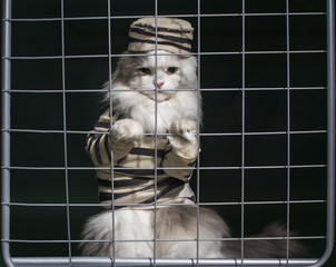 cat criminal behind bars