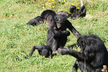 groupe de Bonobo