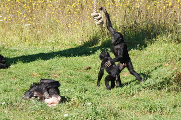 Bonobo jouant avec une corde