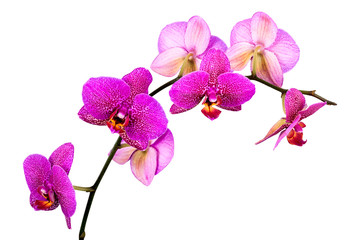 Plakat Orchid