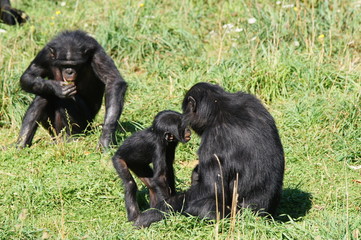 Bébé Bonobo au milieu du groupe