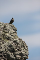 Rouge-queue noir (phoenicurus ochruros)