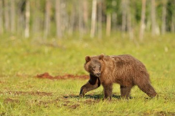 Brown bear walking in the bog at summer