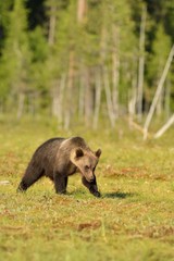 Brown bear cub walking in the bog with forest background