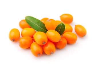 Sea buckthorn berries branch
