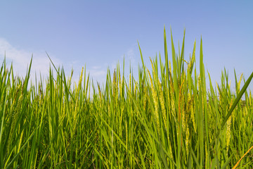 Rice  against blue sky