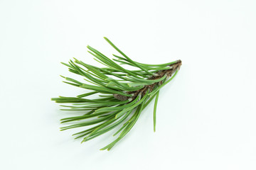 Fototapeta premium aiguilles de conifère