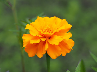 orange Marigold