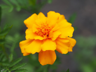 orange Marigold