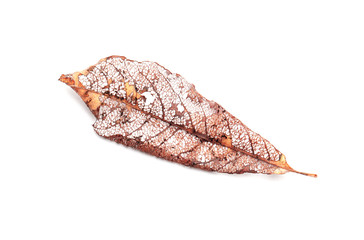 Dry structured autumnal leaf isolated on white
